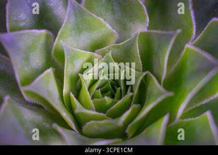 Sukkulenten Pflanzenkaktus. Leuchtend grün echeveria lilacina, gebräuchlicher Name Geister echeveria. Fraktale sukkulente Blätter blühen. Symmetrisches Muster Stockfoto