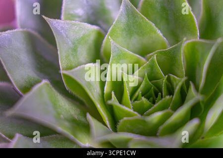 Sukkulenten Pflanzenkaktus. Leuchtend grün echeveria lilacina, gebräuchlicher Name Geister echeveria. Fraktale sukkulente Blätter blühen. Symmetrisches Muster Stockfoto