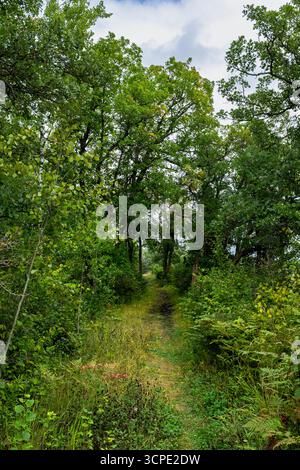 Ein grasbewachsener Pfad durch den üppigen Spätsommerwald von Pinawa in Manitoba, Kanada Stockfoto
