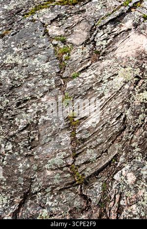 Details von rosa Granitfelsen, bedeckt mit Flechten und Erosion auf einem Weg durch den Wald der Whiteshell in Pinawa, Manitoba, Kanada Stockfoto