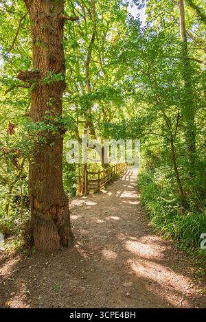 Ein unbefestigter Pfad schlängelt sich durch einen üppigen Wald und lädt Besucher ein, die Schönheit der Natur zu erkunden und Ruhe in der ruhigen Umgebung zu finden. Willsbridge Mühle Stockfoto