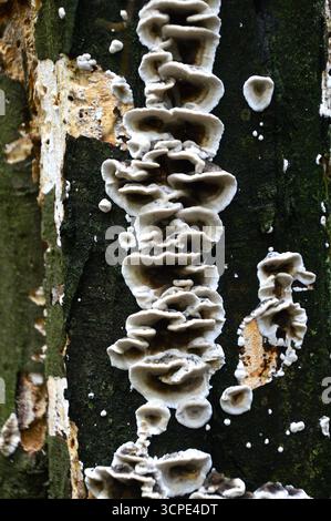 Weiße Klappenpilze, die auf der Rinde eines verfallenen Baumes im Wald von Las Murckowski in Polen wachsen. Stockfoto