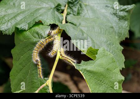 Mehrere gelb und schwarz gestreifte Raupen haften an einem grünen Pflanzenstamm mit großen grünen Blättern. Stockfoto