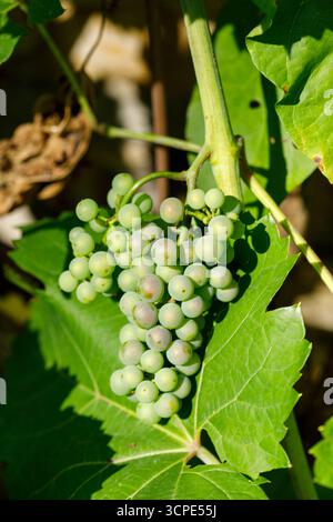 Eine Nahaufnahme unreifer grüner Trauben, die an einer Rebe hängen, umgeben von großen, leuchtend grünen Blättern mit verschwommenem Hintergrund. Stockfoto