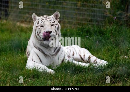 Weißer Tiger Stockfoto