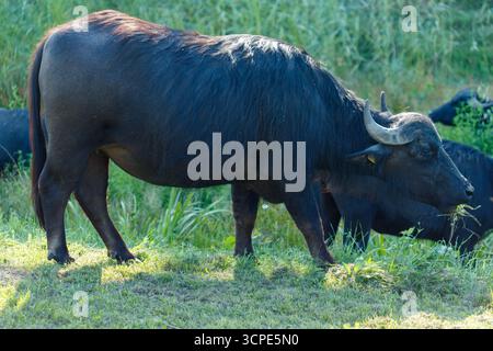 Ein dunkler Wasserbüffel weidet auf einem grasbewachsenen Feld. Zwei weitere Büffel sind teilweise im Hintergrund sichtbar. Stockfoto