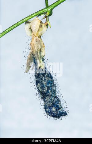 Makrofoto in Nahaufnahme, das Schimmelbildung auf einer verfallenen Blume und einem abfallenden Stamm zeigt und die komplizierten Details der Form und das Vorhandensein von Wwa hervorhebt Stockfoto