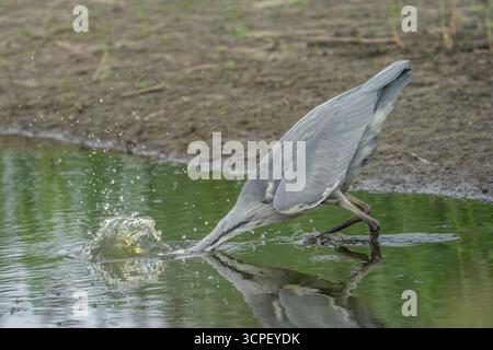 Grey Heron Ardea cinerea Stockfoto