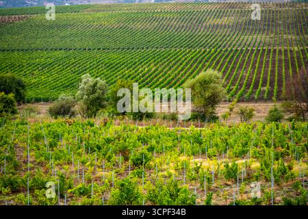 Riesige Weinbergsfelder mit Reihen von Weinreben, die auf abschüssigem Land in Shamakhi, Aserbaidschan, wachsen, umgeben von verstreuten Bäumen. Stockfoto