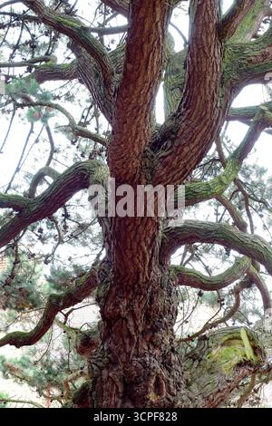 Schöner Baum im Priory Park Great Malvern, Malvern WR14 3D Stockfoto