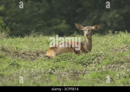 Rotwild (Cervus elaphus) Weibchen in der Swalge, Niederösterreich, Österreich, Niederösterreich, Österreich Stockfoto