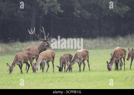 Rotwild (Cervus elaphus) Rotwild mit seiner Herde im Regen während der Furche, Westungarn, Ungarn, Allgaeu, Bayern, Deutschland Stockfoto