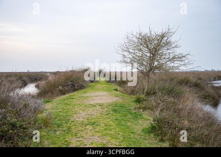 Schotterpfad durch Sumpfgebiete mit hohen Gräsern und Wasser unter bedecktem Himmel. Unbefestigter Pfad, der durch eine grasbewachsene Landschaft zum fernen Horizont führt. Ländliche Gebiete Stockfoto
