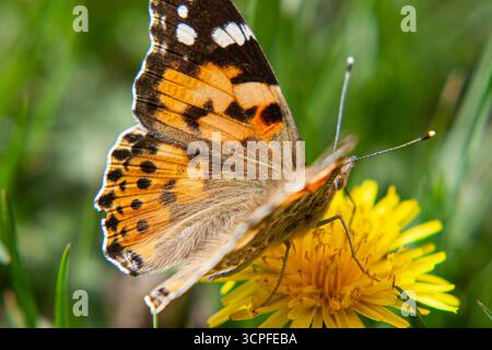 Gemalte Lady Butterfly betankt sich auf einem sonnenverwöhnten Löwenzahn. Makroschönheit eines Bestäubers auf einer Frühlings- oder Sommerwiese. Nahaufnahme der Tierwelt Stockfoto