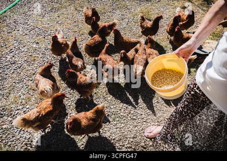 Eine junge Frau, die ein Freilandhuhn auf dem Land füttert. Das Konzept des Tierschutzes, des ökologischen Landbaus, der nachhaltigen Landwirtschaft und des Zusammenhangs zwischen den Tieren Stockfoto