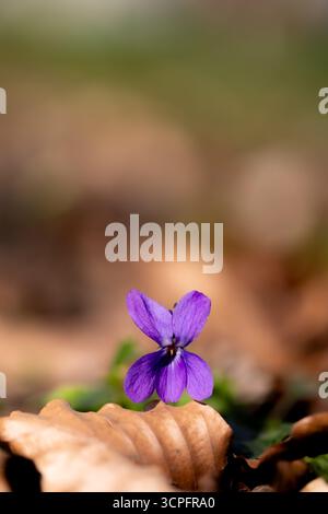 Ein gewöhnliches Violett (Viola odorata), das im Frühling mit hellen violetten Blüten auf einem natürlichen Waldboden blüht, mit verschwommenem Hintergrund und sichtbarem d Stockfoto
