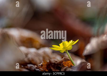 Kleiner Cellandine oder Pilekraut (Ficaria Verna), eine hellgelbe Blüte, die durch trockene Herbstblätter auf dem Waldboden auftaucht und Widerstandskraft symbolisiert, h Stockfoto