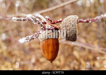 Detaillierte Nahaufnahme einer Eichel auf einem mit zartem Winterfrost bedeckten Baumzweig vor einem weichen, naturbraunen, unscharfen Hintergrund Stockfoto