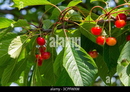 Leuchtende rote Kirschen sind reif auf einem Baumzweig, umgeben von üppig grünen Blättern, die die Schönheit der Sommerfrucht im Sonnenlicht zeigen. Stockfoto