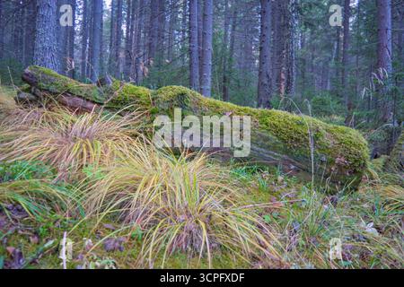 Moosig gefallener Baumstamm, der auf dem Waldboden zwischen trockenem Gras und grünen Pflanzen in einem dichten Nadelwald liegt. Natürlicher Hintergrund mit wilder Vegeta Stockfoto
