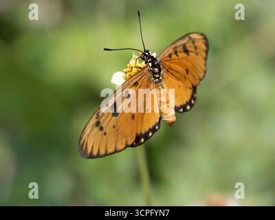 Der Tawny Coster Butterfly (Acraea violae), hoch oben mit offenen Flügeln, Bali, Indonesien Stockfoto