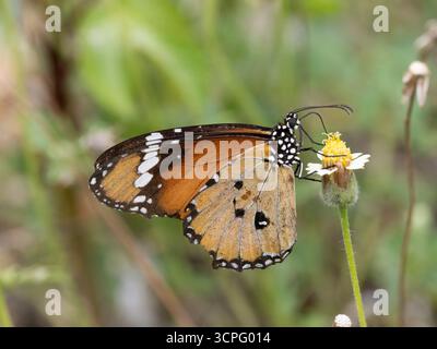 Einfacher TigerSchmetterling (Danaus chrysippus) Bali, Indonesien Stockfoto