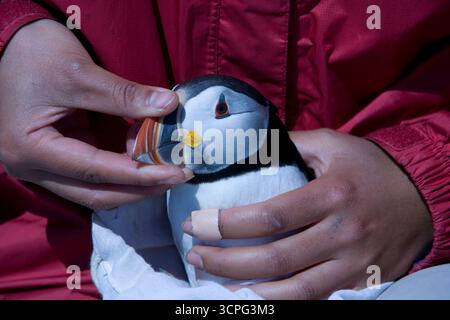 Maki Briggs, Forscher, Band, misst und wiegt Atlantic Puffins, Fratercula arctica, an seinem Nistplatz auf Eastern Egg Rock Island, Maine. Stockfoto