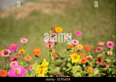 Schmetterling fliegt über rosa Zinnia im lebendigen Blumengarten Stockfoto