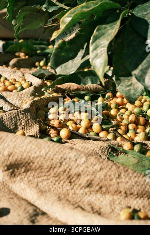 Frische gelbe und grüne Kaffeekirschen (Coffea arabica), geerntet in Brasilien. Kaffeebohnen in der Frucht vor der Verarbeitung. Stockfoto