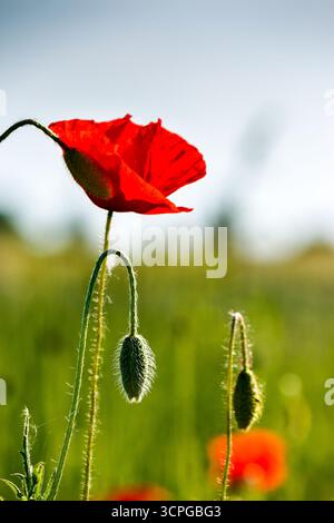 Rotes Mohnfeld. Wunderschöne blühende Blumen aus der Nähe unter blauem Himmel. Wunderschöner Naturhintergrund an einem sonnigen Frühlingstag Stockfoto