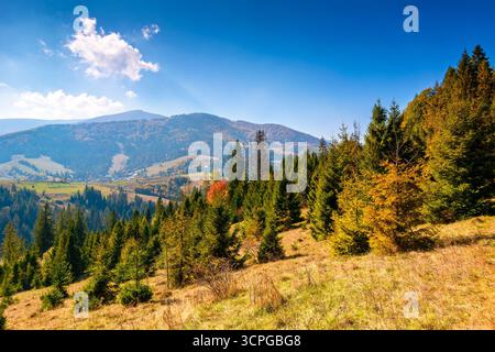 Landschaft mit Nadelwald hinter der Wiese im Herbst. Sonniger Tag. Naturhintergrund mit blauem Himmel und Borschhava-Rücken der ukraine. transkarpaten Stockfoto