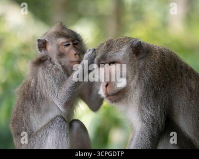 Balinese Long Tail Monkey (Macaca fascicularis) Paar Pflege, das Heilige Affenwald Sanctuary (Affenwald Ubud) Bali Stockfoto