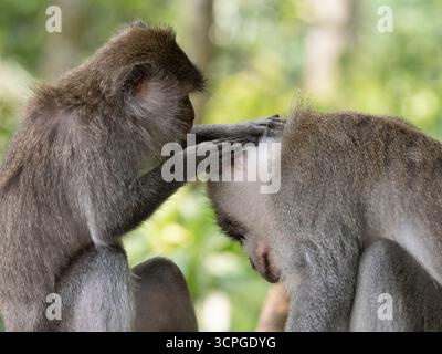 Balinese Long Tail Monkey (Macaca fascicularis) Paar Pflege, das Heilige Affenwald Sanctuary (Affenwald Ubud) Bali Stockfoto