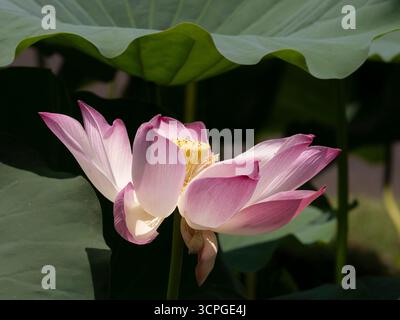 Wasserlilienblüten auf Teich (wilde Nymphaea sp) Lotus Lagoon, Candidasa, Bali Indonesien Stockfoto