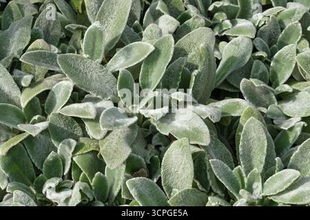 Stachys byzantina Silver Carpet, lamb's ear Silver Carpet, evergreen carpeting perennial, dense mat of grey-white elliptic leaves Stockfoto