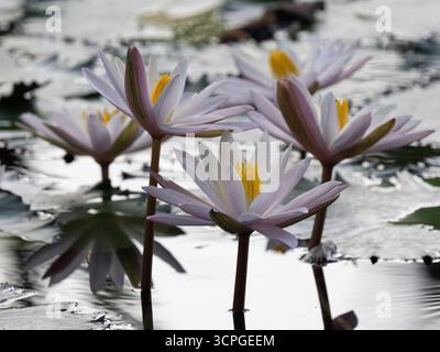 Wasserlilienblüten auf Teich (wilde Nymphaea sp) Lotus Lagoon, Candidasa, Bali Indonesien Stockfoto