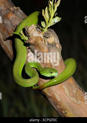 Weißlippeninsel Pitviper (Trimeresurus insularis) Bali, Indonesien Stockfoto
