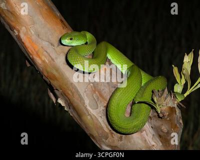 Weißlippeninsel Pitviper (Trimeresurus insularis) Bali, Indonesien Stockfoto