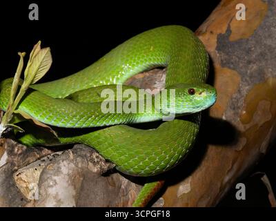 Weißlippeninsel Pitviper (Trimeresurus insularis) Bali, Indonesien Stockfoto
