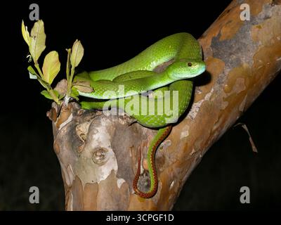 Weißlippeninsel Pitviper (Trimeresurus insularis) Bali, Indonesien Stockfoto