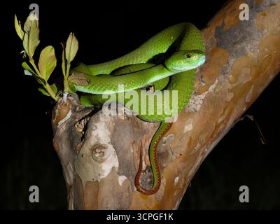 Weißlippeninsel Pitviper (Trimeresurus insularis) Bali, Indonesien Stockfoto