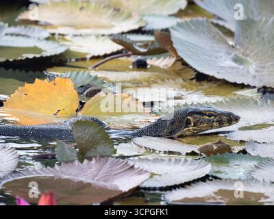 Asiatischer Wassermonitor (Varanus salvator) Schwimmen zwischen Seerosenblüten auf Teich (wilde Nymphaea sp) Lotus Lagoon, Candidasa, Bali Indonesien Stockfoto