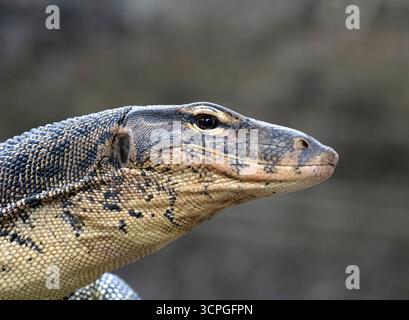 Porträt des asiatischen Wassermonitors (Varanus salvator), Bali Reptile Park, Indonesien Stockfoto