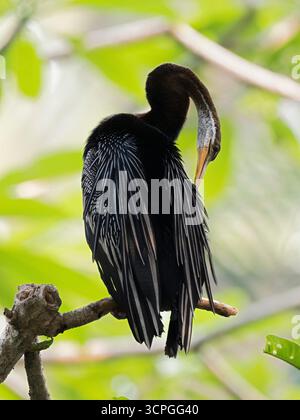Anhinga (Anhinga anhinga) auf dem Zweig, Bali Bird Park, Indonesien, gefangen Stockfoto