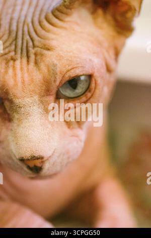 Kahle kanadische Spynx-Katzenmaulkorb mit wunderschönen blauen Augen, die in eine Kamera schauen. Ein Kätzchen mit schlauen Augen Porträt. Konzentriertes, katzenes Haustier Stockfoto