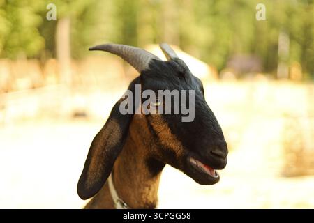 Eine braune und schwarze Ziege steht draußen mit leicht geöffnetem Mund, die auf dem Bauernhof verspielt und ausdrucksvoll wirkt. Hochwertige Fotos Stockfoto