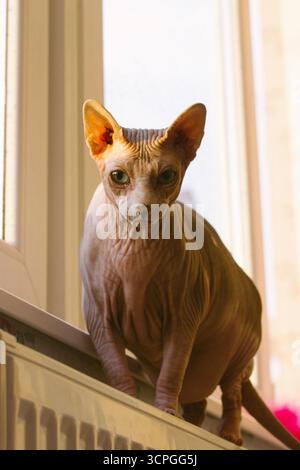 Kahle kanadische Spynx-Katzenmaulkorb mit blauen Augen, die in die Kamera schauen. Ein Kätzchen mit schlauen Augen Porträt. Felines Haustier, ungewöhnliches Haustier zu Hause ist s Stockfoto