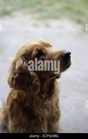 Brauner Spaniel sitzt auf dem Boden in einem Haus, sein glänzendes Fell und seine Augen drücken Loyalität und ruhige Präsenz aus. Hochwertige Fotos Stockfoto