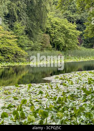 Coffin Pond im Swinton Park, North Yorkshire, mit Seerosenkissen, die das Wasser bedecken und dichten grünen Bäumen, die sich in der Oberfläche spiegeln, die eine friedliche Atmosphäre bieten Stockfoto