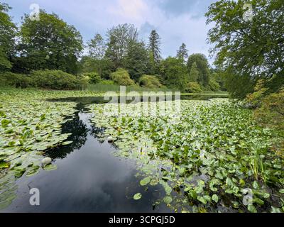 Mit Lilien bedeckter Coffin Pond im Swinton Park in North Yorkshire, England, mit ruhigen Reflexen und üppigem Grün. UK Stockfoto